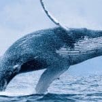 Las ballenas son responsables del 41% de las entradas en bolsa