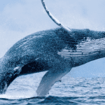 Bitcoin y Ethereum suben gradualmente, pero las ballenas venden