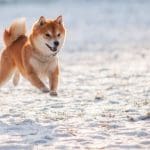 Dogecoin kan voor FOMO in de markt zorgen, crypto-expert deelt theorie