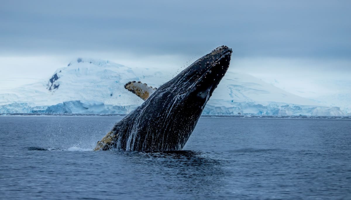 Las ballenas de BTC acumulan una fortuna millonaria al ganar Trump las elecciones