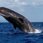 Las ballenas de Bitcoin aumentan su dominio en el crypto mercado